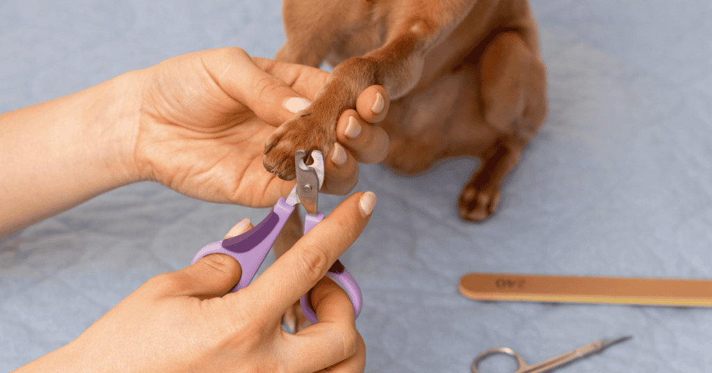 Trim Pet Nails
