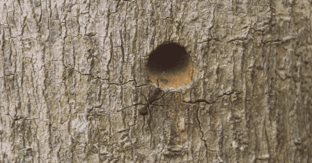 Step 4 – Drilling entry holes for the bees