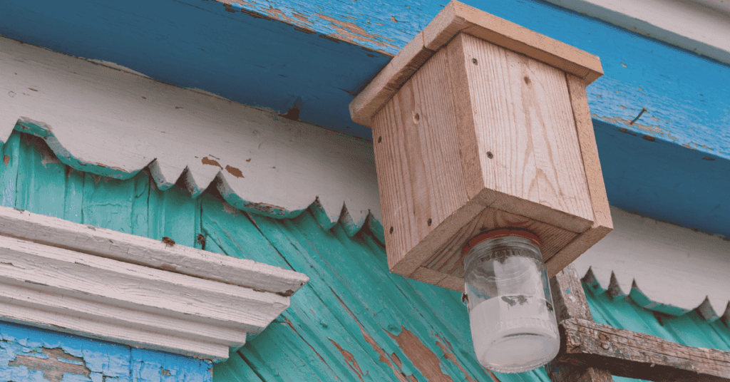 What Are Carpenter Bee Traps?