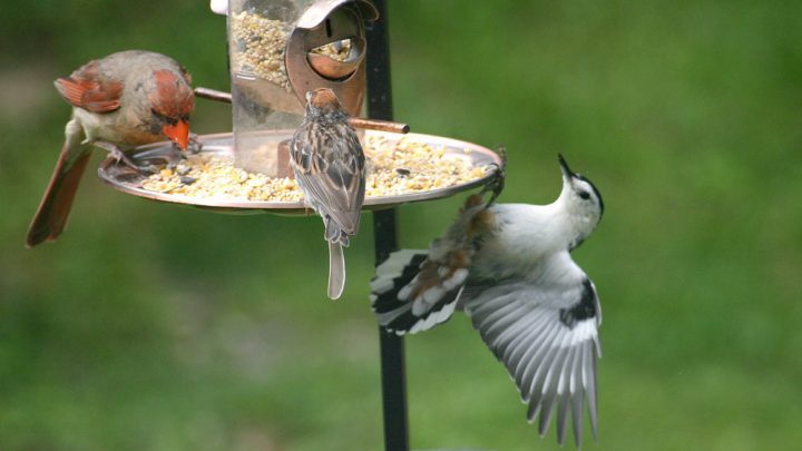 19 Eye-Catchy Free DIY Bird Feeders Plans and Ideas