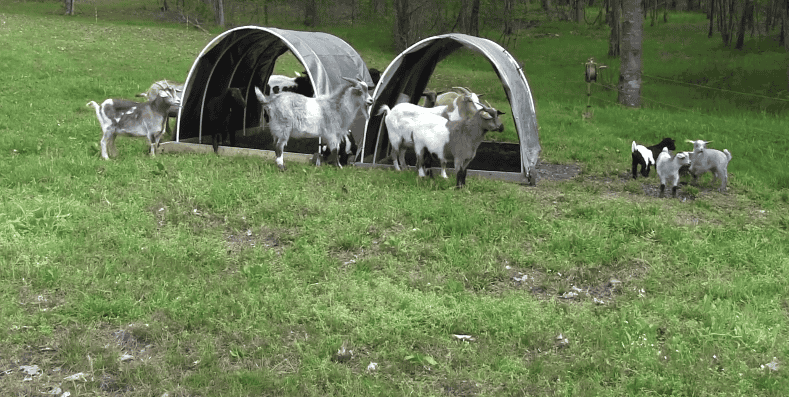 PVC Pipe Goat Shelter